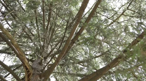 Tree Close Up Stock Footage 52622221