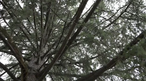 Tree Close Up Stock Footage 52622341