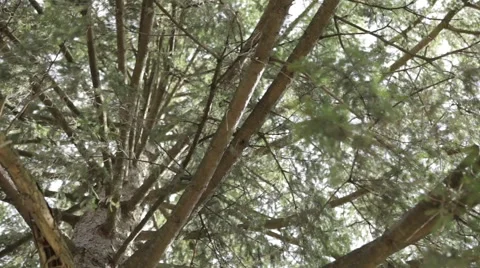 Tree Close Up Stock Footage 52622922