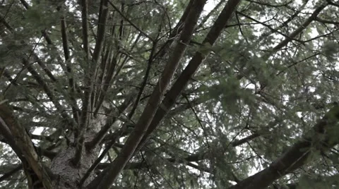 Tree Close Up Stock Footage 52624144