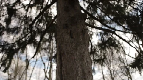 Tree Close Up Stock Footage 52624429