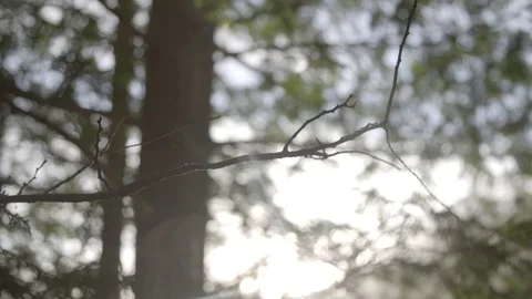 Tree Close up  Vídeo Stock 81975440