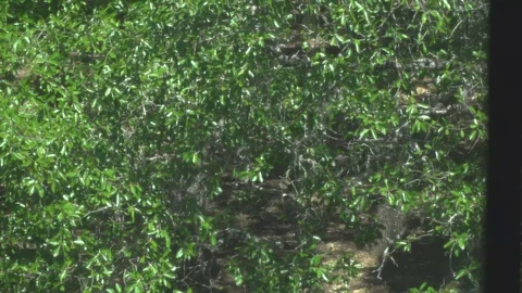 Tree close up Video stock 106410983