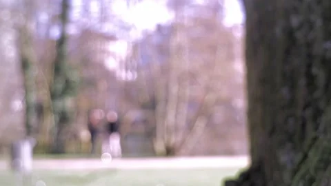 TREE CLOSE UP Stock Footage 171580493