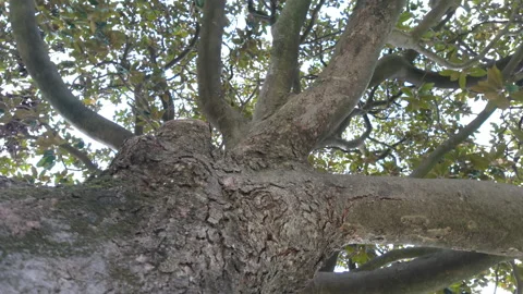 Tree close-up Stock Footage 271628160