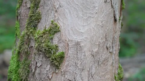 Tree close up 動画素材 285468444