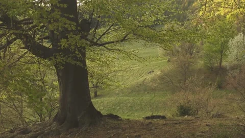 Tree close up in the forest. Warm wind. Trail going in the distance Stock Footage 186632720