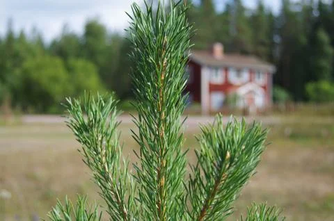 Tree close up Stock Photos