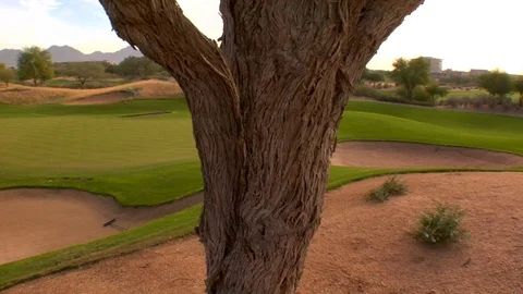 Tree close up putting green golf course Stock Footage 125277830