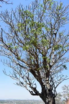 TREE CLOSE UP SHOT Stock Photos