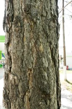 Tree Close Up Shot Stock Photos