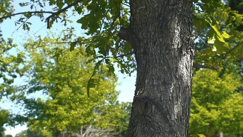 Tree Close Up Slow Motion Stock Footage 88417746