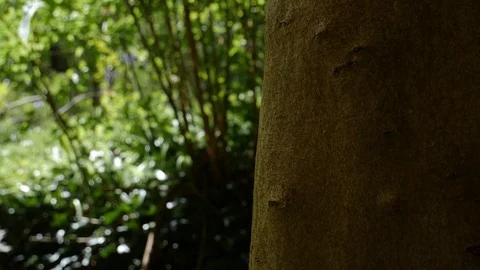 Tree Close Up In Slow Motion Stock Footage 91185238