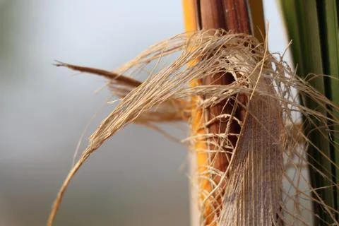 Tree closeup with blur background Stock Photos