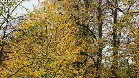 Tree Closeup Stock Footage 74150389