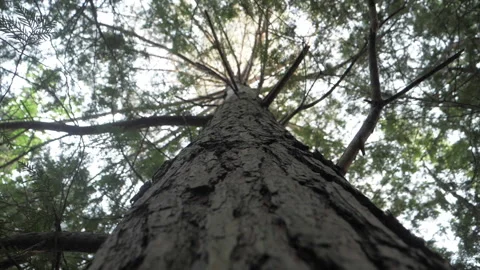 Tree Closeup  Video stock 155470322