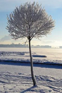 Tree closeup Stock Photos