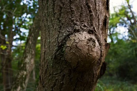 Tree Closeup Stock Photos