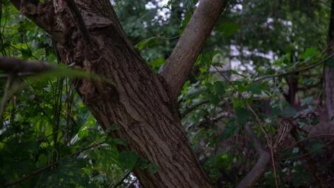 Tree closeup Foto stock