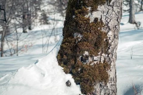 Tree closeup in the snow Foto stock
