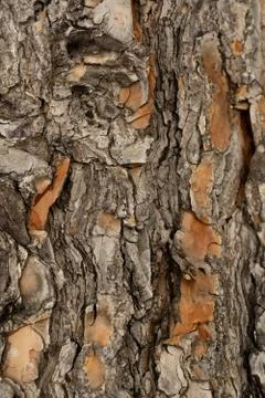 Tree closeup texture Stock Photos