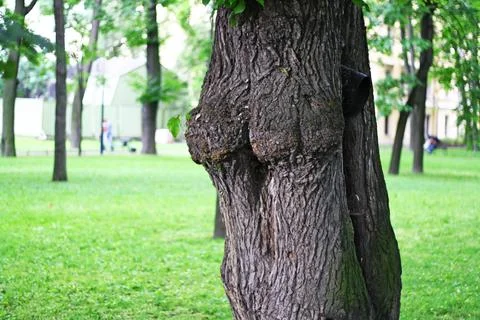The tree closeup. A tree trunk in the park during the day Stock Photos