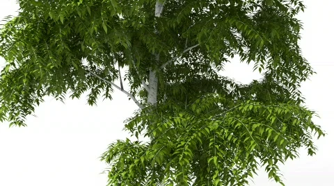 Tree closeup wind animation 스톡 동영상 754136