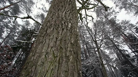 Tree Closeup in Winter Forest. Slider Video. Slow Motion. Stock Footage 100179173