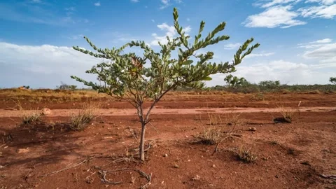 Tree Cloud motion Timelapse in australian desert Stock Footage 211804457