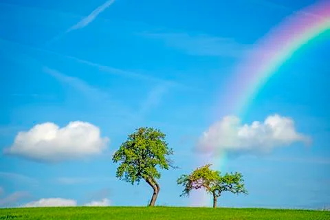Tree with cloud Stock Photos