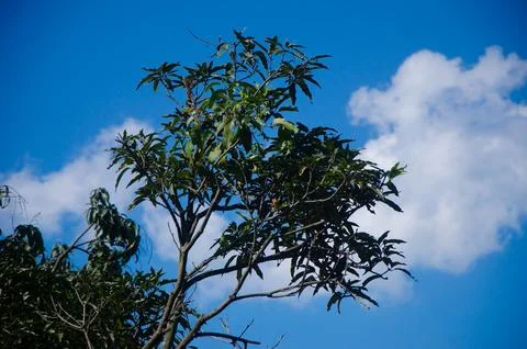A tree with a cloud in the sky Stock Photos
