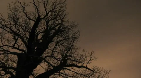 Tree Clouds and Stars Timelapse Stock Footage 976380