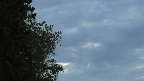 TREE WITH CLOUDS IN BACKGROUND Stock Footage 90533127