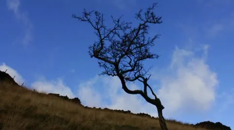 Tree with clouds Video stock 10605116
