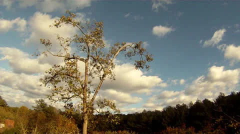 Tree with clouds Video stock 25271499