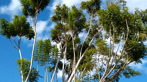 Tree clouds Video stock 191669241