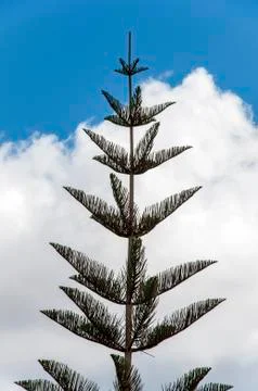 Tree in the clouds Stock Photos