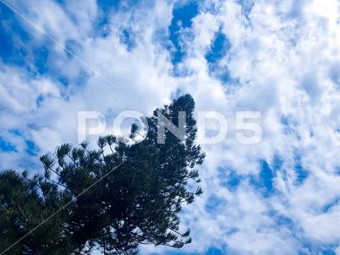 A tree in the clouds. Stock Photos