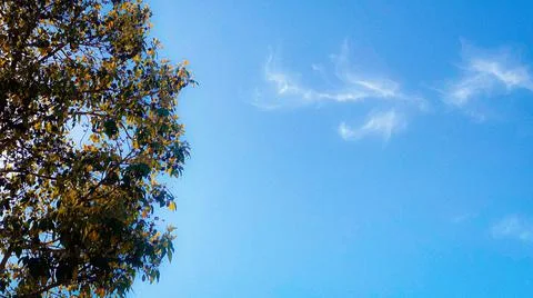 Tree to Clouds Stock-Fotos