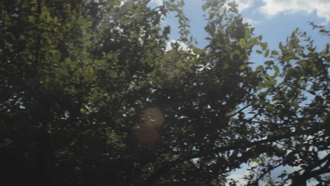 TREE CLOUDS SKY SUN MOUNTAINS Stock Footage 102069235