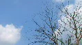 Tree With Clouds Time Lapse 02 HD Footage