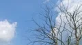 Tree With Clouds Time Lapse 02 HD Footage