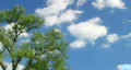 Tree with Clouds Time Lapse HD Footage