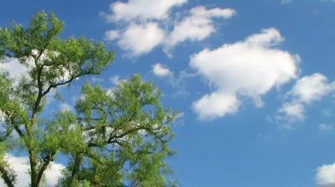 Tree with Clouds Time Lapse Video stock 344090