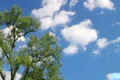 Tree with Clouds Time Lapse Footage