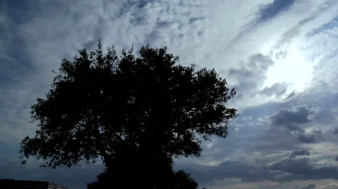 Tree, clouds timelapse 2 Stock Footage 36117239