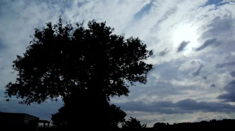 Tree, clouds timelapse Видео 36117222