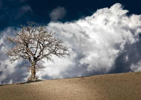 A tree in the clouds of Tuscany Stock Photos