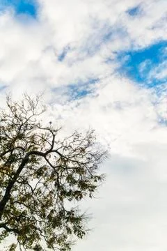 Tree on a cloudy day Stock Photos
