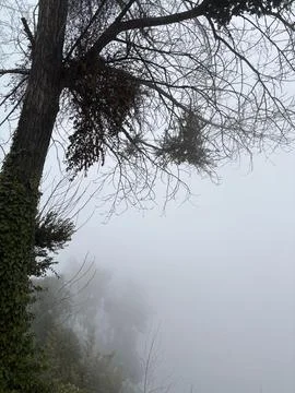 Tree on a cloudy day Stock Photos